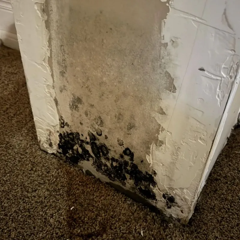 Professional Mold Removal in Arlington, WA